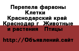 Перепела фараоны.Клетки. - Краснодарский край, Краснодар г. Животные и растения » Птицы   